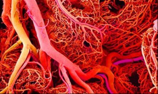 毛细血管属于什么组织? 毛细血管是由什么组成的