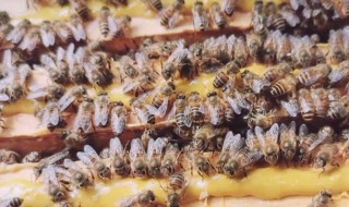 中蜂春繁怎么把幼蜂咬死 中蜂春繁如何饲喂