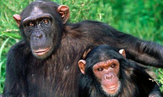 长臂猿猩猩大猩猩黑猩猩生活方式有什么共同点 它们都是灵长类动物
