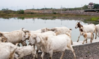 河源地区的畜牧业以牧羊为主的原因是 河源地区的畜牧业以牧羊为主的原因