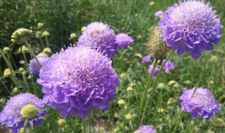 紫盆花的花语是什么意思 紫盆花的花语是什么