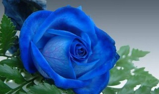 9朵碎冰蓝玫瑰花语和寓意 蓝玫瑰花语和寓意