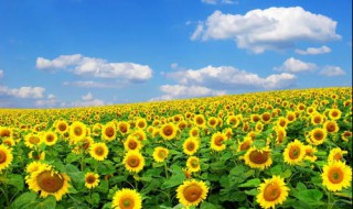 太阳花的花语是什么 太阳花的花语是什么,用一句话说