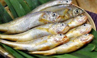 黄花鱼的营养价值禁忌 黄花鱼的营养价值禁忌与副作用