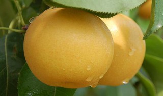 秋月梨的营养价值 秋月梨的营养价值及功效与作用