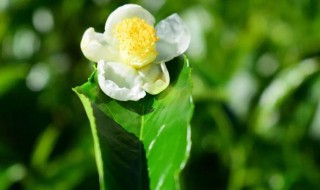 茶树花的功效与禁忌 茶树花的功效与作用及食用方法