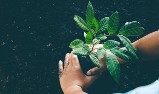 生长季的意思 植物生长季的意思