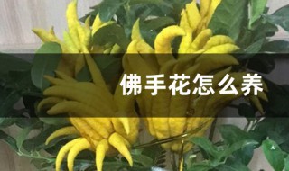 如何养殖佛手开花不停 佛手怎么开花