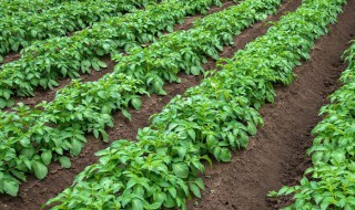 白菜种子怎么种植方法（盆栽小白菜种子怎么种植方法）