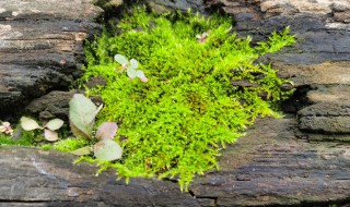 水苔怎么养殖方法（水苔养殖方法和注意事项）