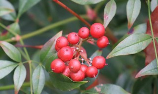 红豆花怎么醒花（红豆花需要醒花吗）