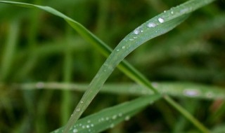 春雨怎么养殖方法（春雨适合在什么环境养殖）