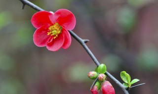 木本海棠花的养殖方法（木本海棠花的养殖方法和注意事项 盆栽）