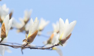 刚买的玉兰花怎么养护（刚买的玉兰花怎么养护视频）