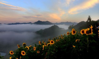 向日葵怎么繁殖方法和注意事项（向日葵怎么繁殖方法和注意事项图片）