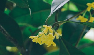 桂花种子的种植方法和时间 桂花种子的种植方法和时间