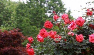 月季不打农药除害虫方法 月季花期可以打防虫的农药吗