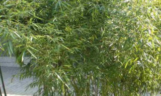 竹子种植时间和方法（竹子移栽时间和方法）