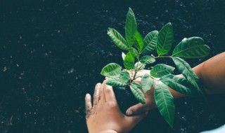 在移栽植物时保护根的方法是什么（在移栽植物时保护根的方法是什么意思）