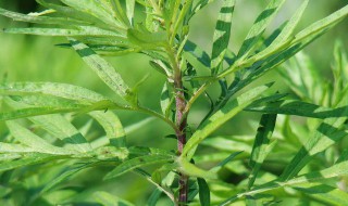 蒌蒿是什么植物蒌蒿蒌蒿（蒌蒿是一种植物因为什么-回答）