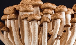 蟹味菇如何保存时间长 蟹味菇保存时间长了吃有毒吗