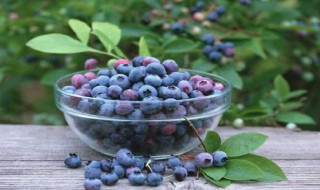 蓝莓栽培方法 蓝莓的栽培方法