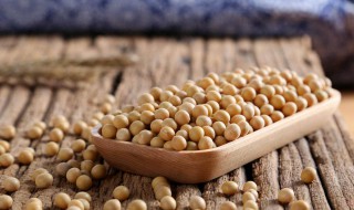 黄豆的功效与禁忌食用方法 黄豆功效作用及禁忌分别是什么