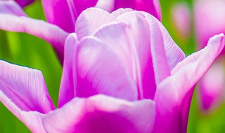 紫藤花的花语是什么 紫云藤的花语