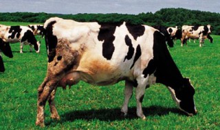 饲养奶牛存在那些危险伤害（疫情对奶牛养殖的影响）