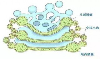 高尔基体的功能高中生物必修一 高尔基体的功能高中