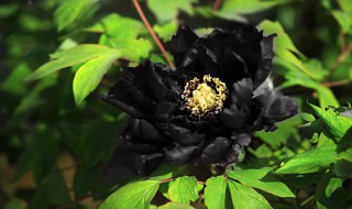 黑牡丹花花语是什么 黑牡丹花花语是什么含义