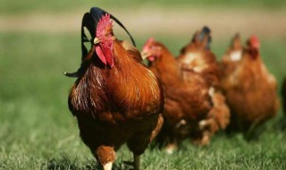 鸡蛋的营养价值及功效与作用 鸡的营养价值及功效与作用