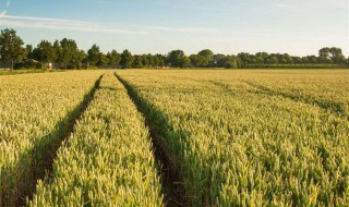 小麦营养价值及功效与作用 小麦营养价值及功效与作用是什么