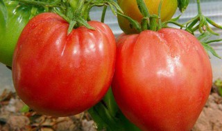 西红柿营养价值及功效与作用吃几个 西红柿营养价值及功效与作用