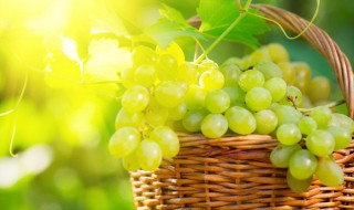 葡萄的营养价值及功效与作用 葡萄的营养价值及功效与作用及禁忌