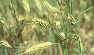 小麦的营养价值及功效与作用禁忌 小麦的营养价值及功效与作用