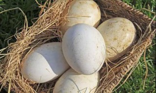 双黄鹅蛋的营养价值及功效与作用 鹅蛋的营养价值及功效与作用