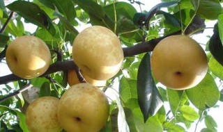 梨的营养价值及功效与作用 煮熟梨的营养价值及功效与作用