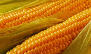 粘玉米的营养价值及功效与作用 粘玉米的营养价值及功效与作用禁忌