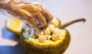 菠萝蜜的营养价值及功效与作用 菠萝蜜核的营养价值及功效与作用