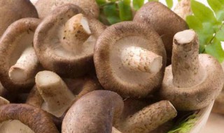 香菇的营养价值和功效 香菇香菇的营养价值及功效与作用