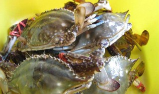 海螃蟹的营养价值及功效与作用 海螃蟹的营养价值及功效与作用禁忌