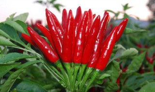 辣椒的营养价值及功效与作用禁忌 辣椒的营养价值及功效与作用