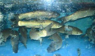 草鱼的营养价值及功效与作用 草鱼的营养价值及功效与作用鲫鱼