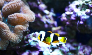 珊瑚礁和鱼的关系是什么 珊瑚礁和鱼的关系