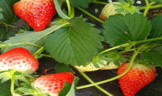 丹东草莓是反季节水果吗 丹东草莓是应季水果吗