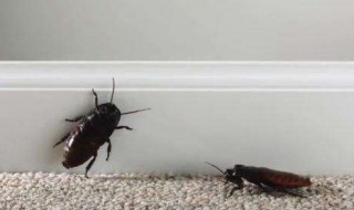 蟑螂喜欢在什么地方繁殖 蟑螂喜欢在什么地方繁殖呢