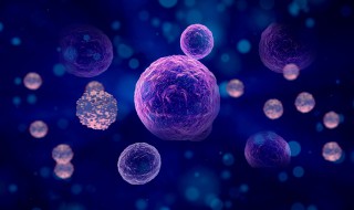 干细胞是一种具有什么和什么的细胞 干细胞是具有什么的细胞