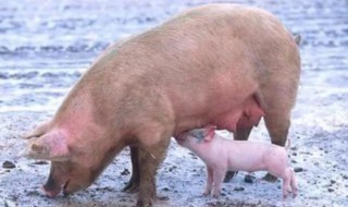 培育一头母猪要多久出栏 培育一头母猪要多久