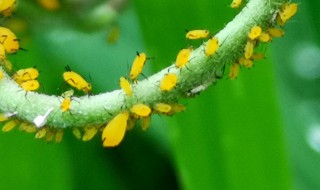 蚜虫繁殖是用什么方式 蚜虫繁殖是用什么方式?